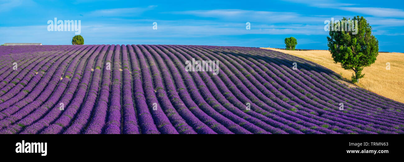 Estate in Provenza. Campi di lavanda. Foto Stock