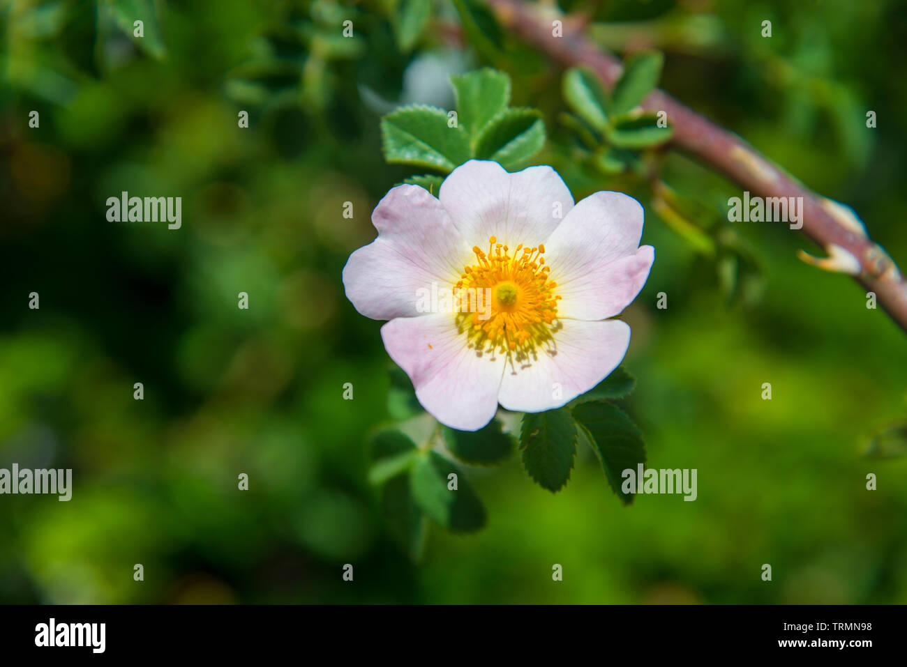 Rosa selvatica. Foto Stock