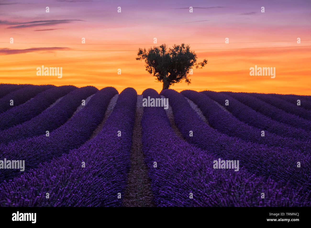 Estate in Provenza. Campi di lavanda. Foto Stock