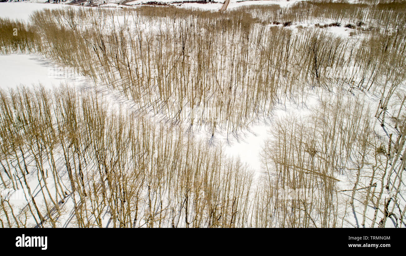Alti alberi decidui in inverno con neve e modelli di ombreggiatura Foto Stock
