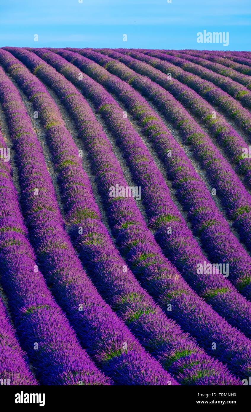 Estate in Provenza. Campi di lavanda. Foto Stock
