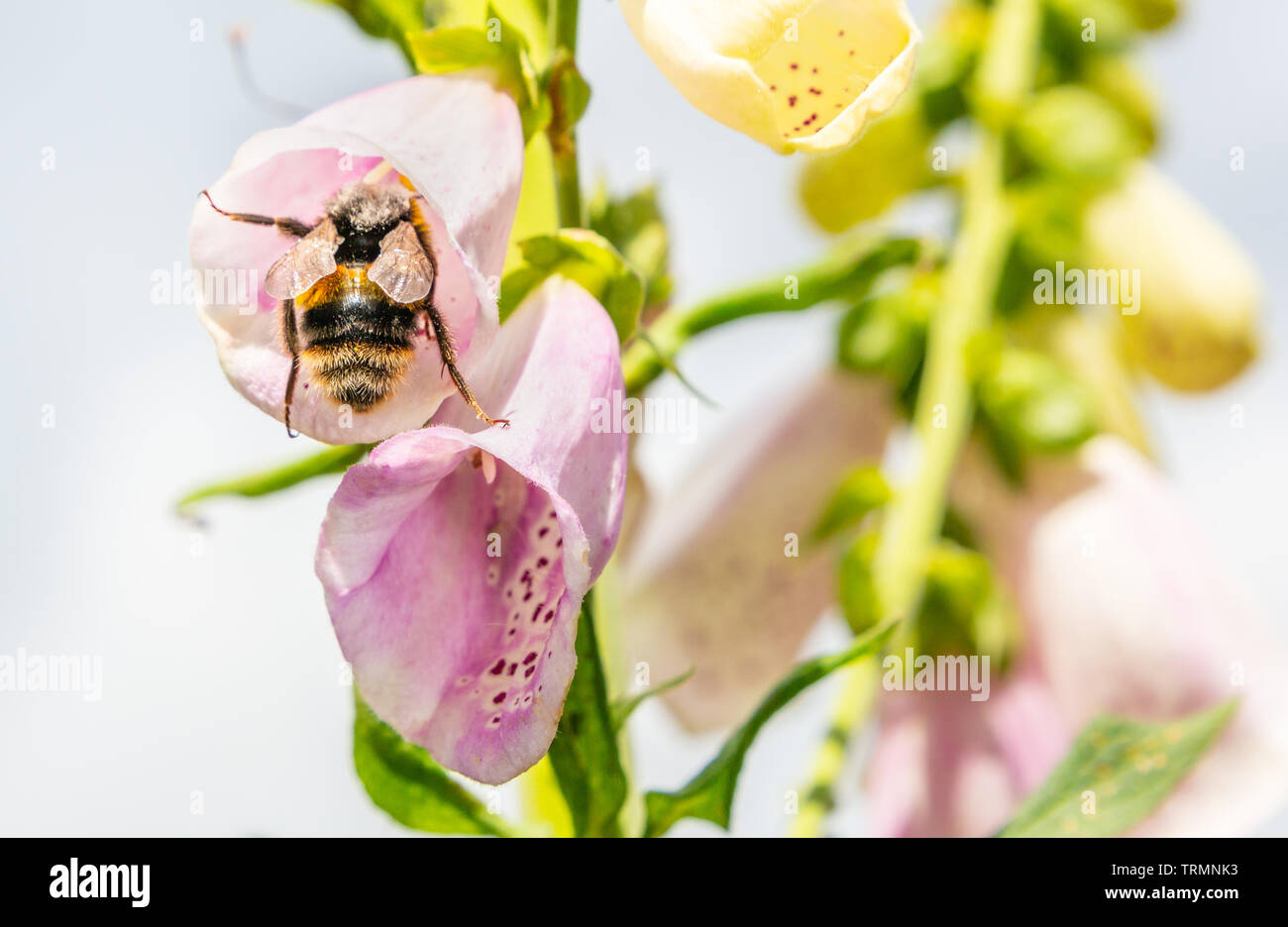 Bumble Bee all'interno di un rosa foxglove bloom Foto Stock