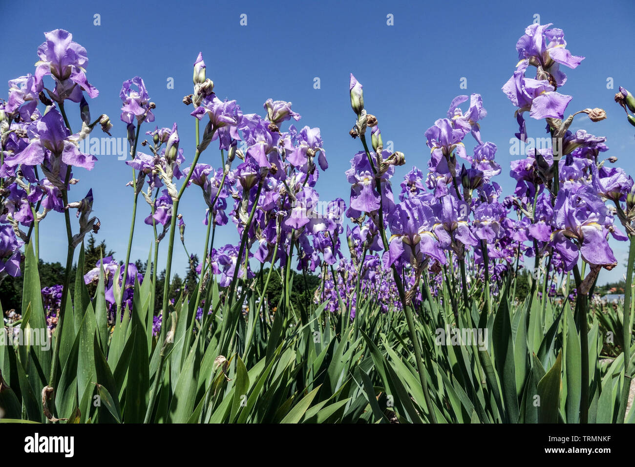Iris pallida fiori blu giardino letto e cielo Foto Stock