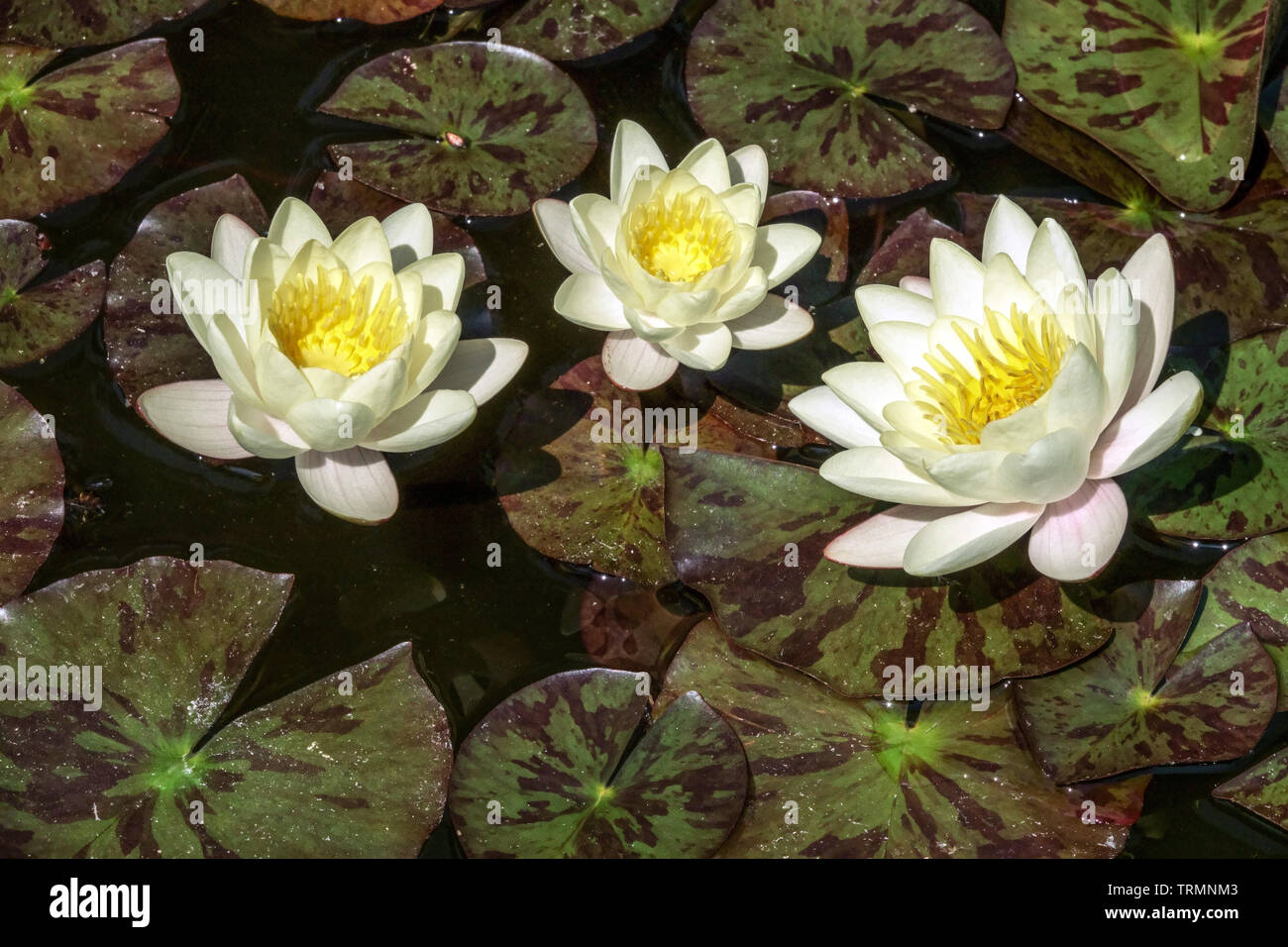 Fiore di giglio d'acqua, fiori gialli bianchi Nymphaea alba piccolo laghetto giardino Foto Stock