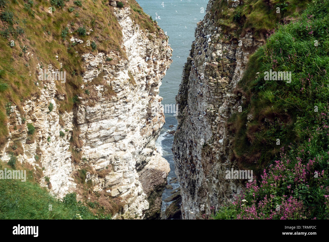 La vista dalla RSPB Bempton Cliffs Riserva Naturale dal Mosey Downgate viewpoint Foto Stock