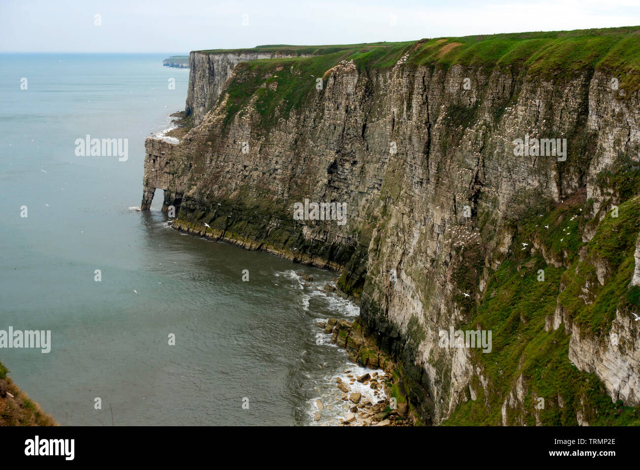 La vista dalla RSPB Bempton Cliffs Riserva Naturale dal Bartlett Nab viewpoint Foto Stock
