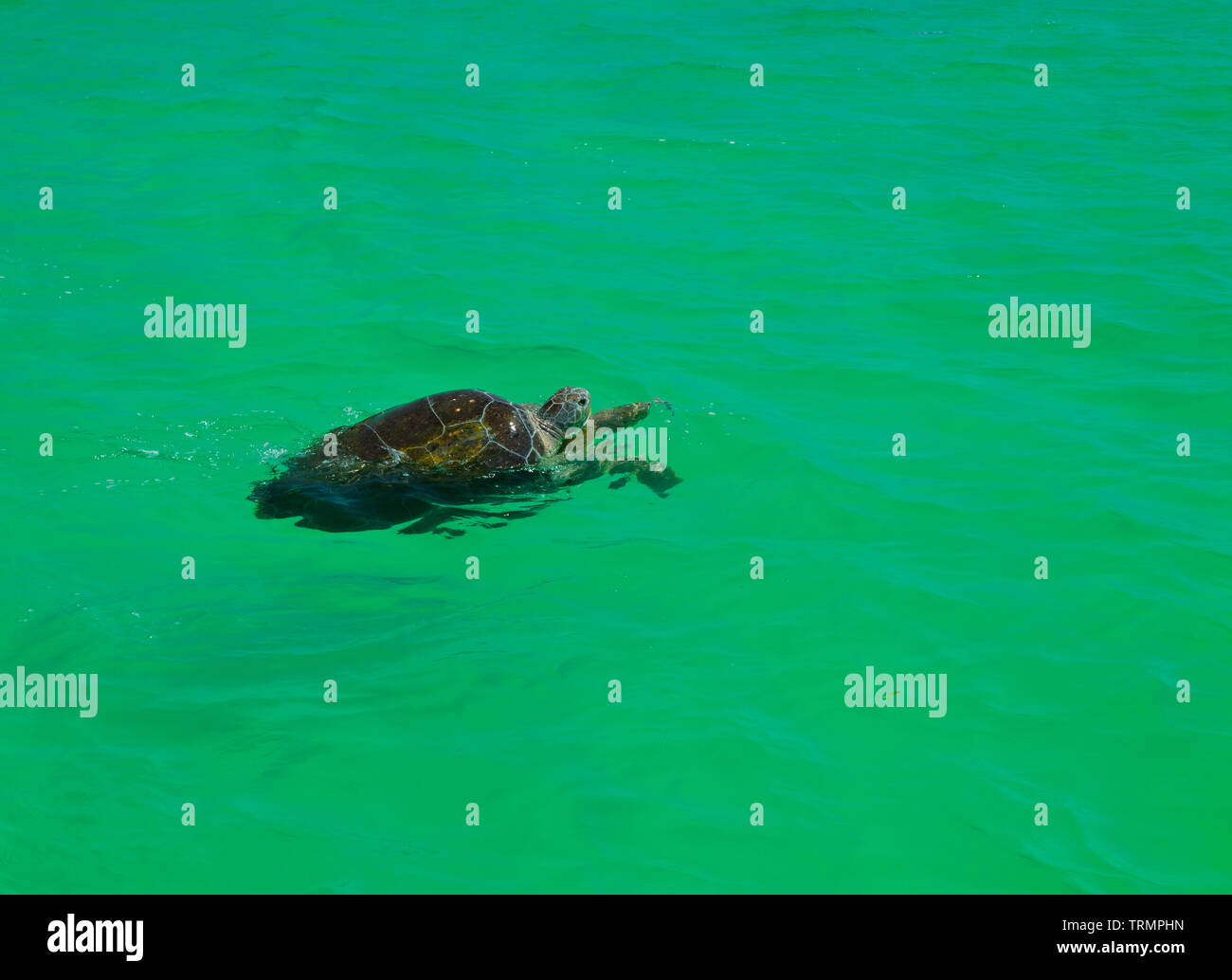 TORTUGA VERDE O BLANCA, Parque Nacional Isla Contoy, Estado de Quntana Roo, Península de Yucatán, México Foto Stock