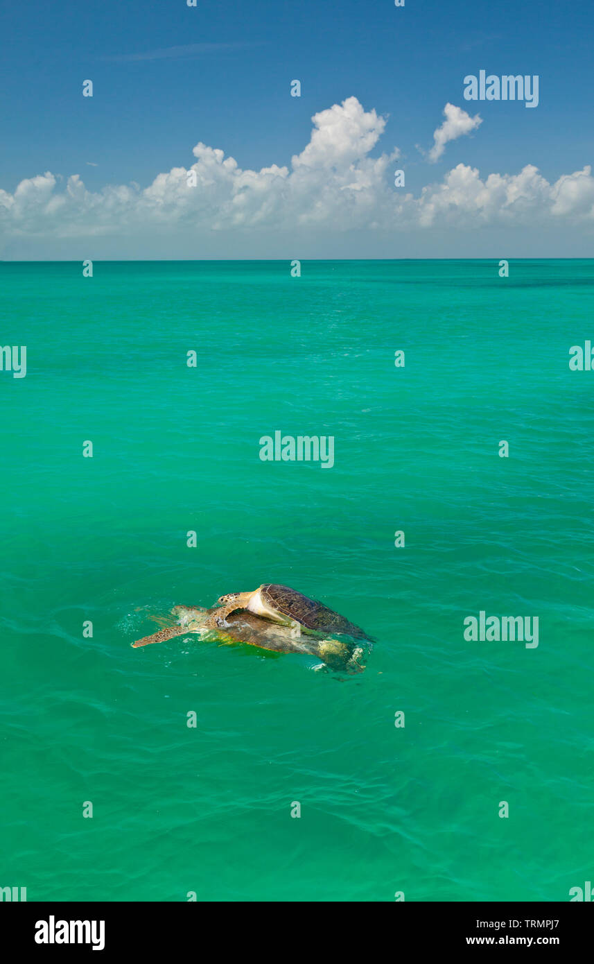 TORTUGA VERDE O BLANCA, Parque Nacional Isla Contoy, Estado de Quntana Roo, Península de Yucatán, México Foto Stock