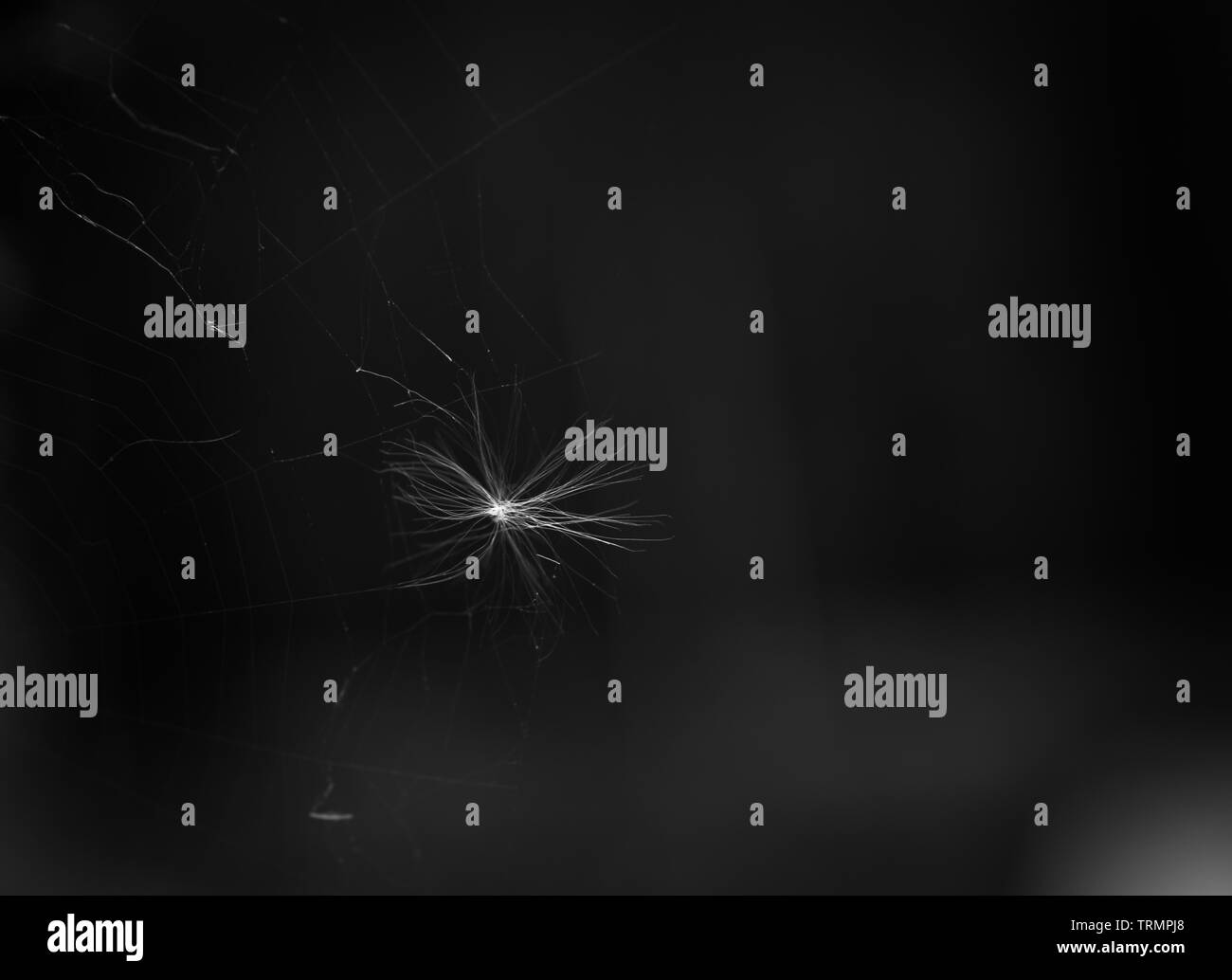 Monocromatico o foto in bianco e nero di un bianco luminoso con seme di tarassaco intrappolato in un web ragni di notte Foto Stock