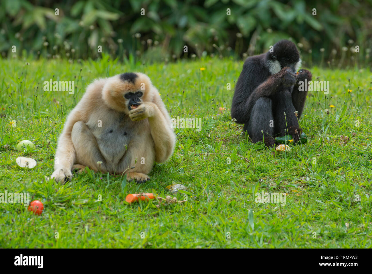 Maschio e femmina bianco del nord-cheecked gibbone mangiare la frutta nel giardino zoologico. Foto Stock