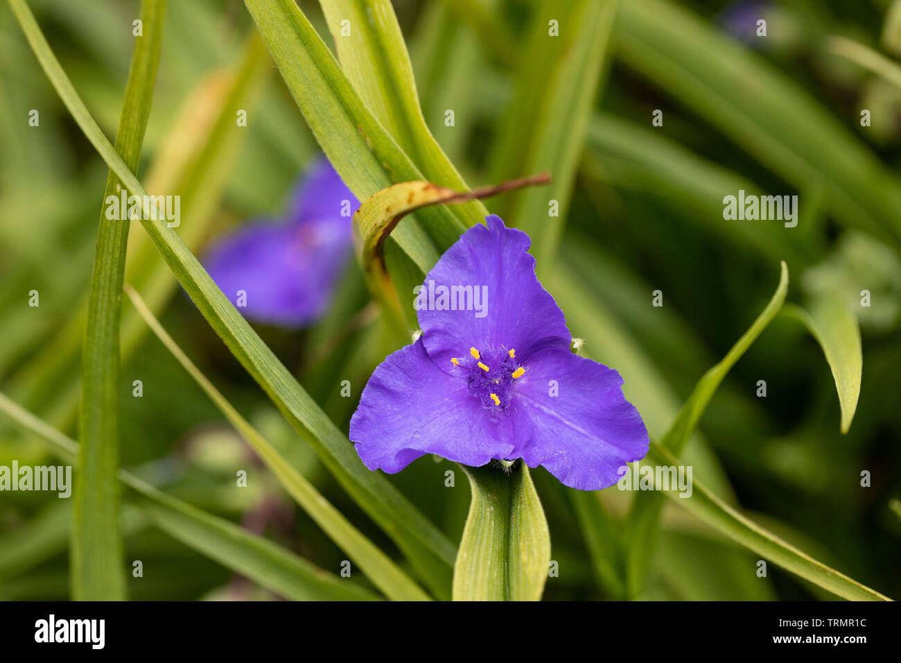 Primo piano di Tradescantia (Andersoniana Group) 'Blue Stone' fiorito in un giardino inglese, Regno Unito Foto Stock