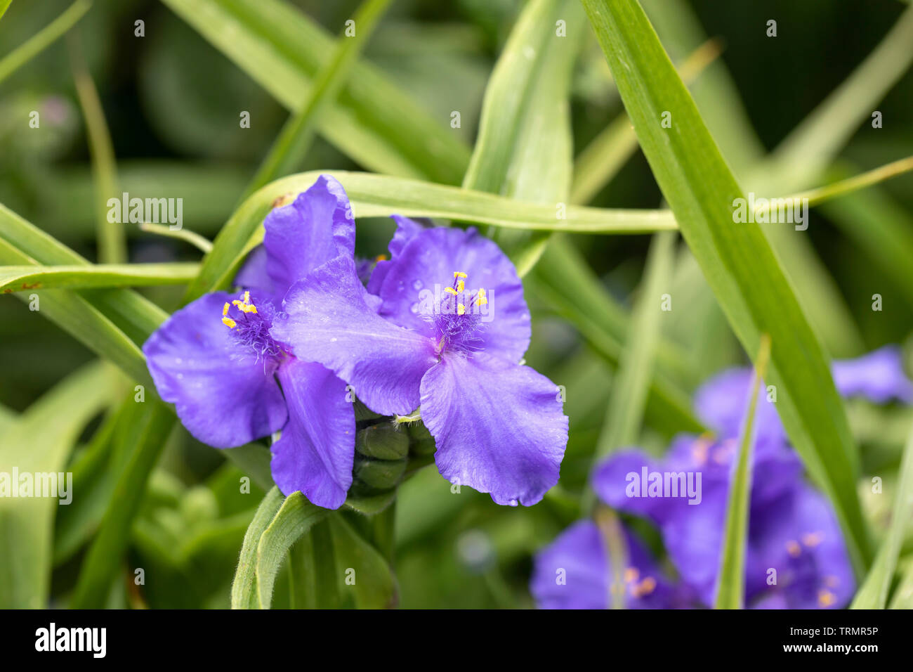 Primo piano di Tradescantia (Andersoniana Group) 'Blue Stone' fiorito in un giardino inglese, Regno Unito Foto Stock
