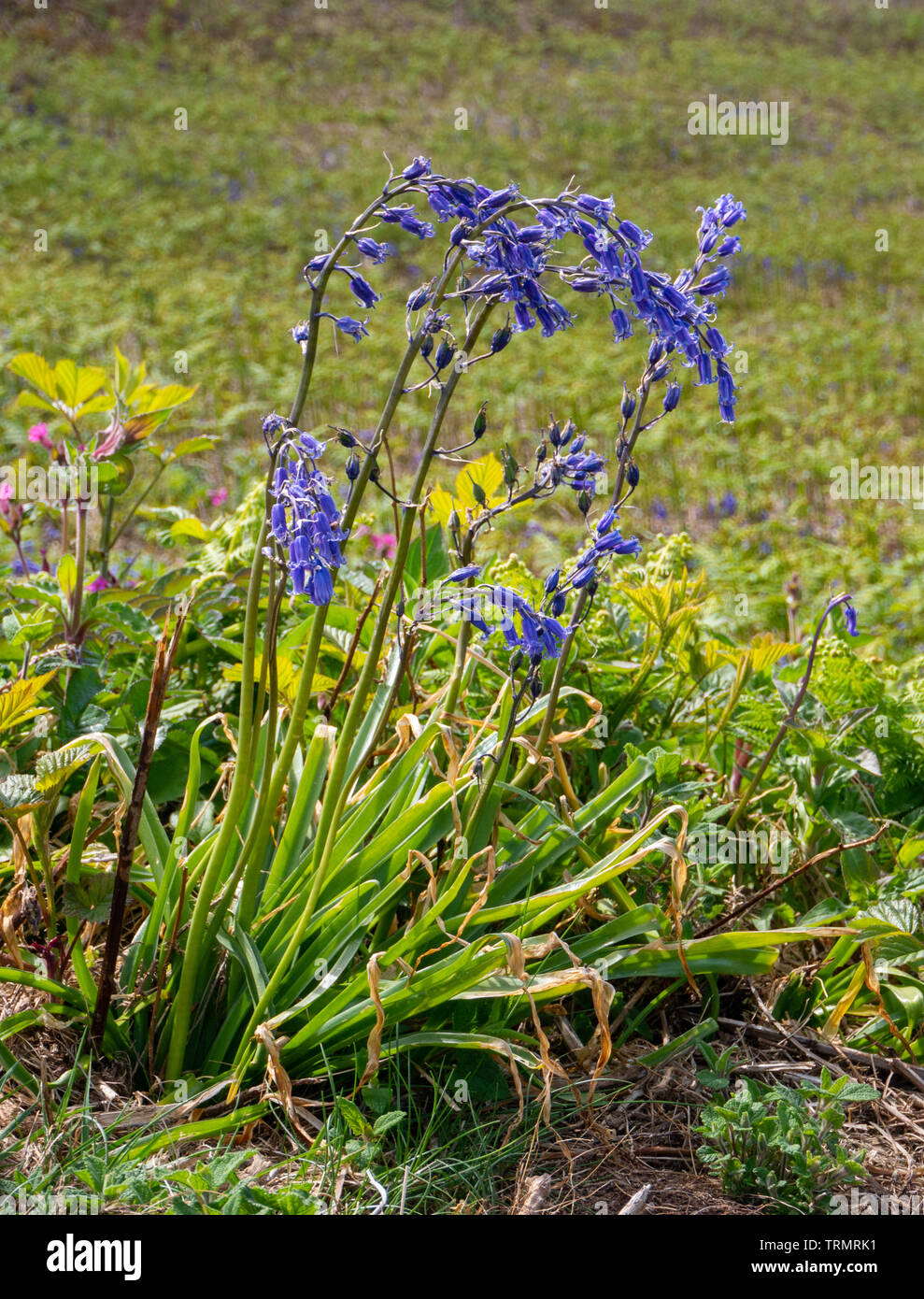 Bluebell native Foto Stock