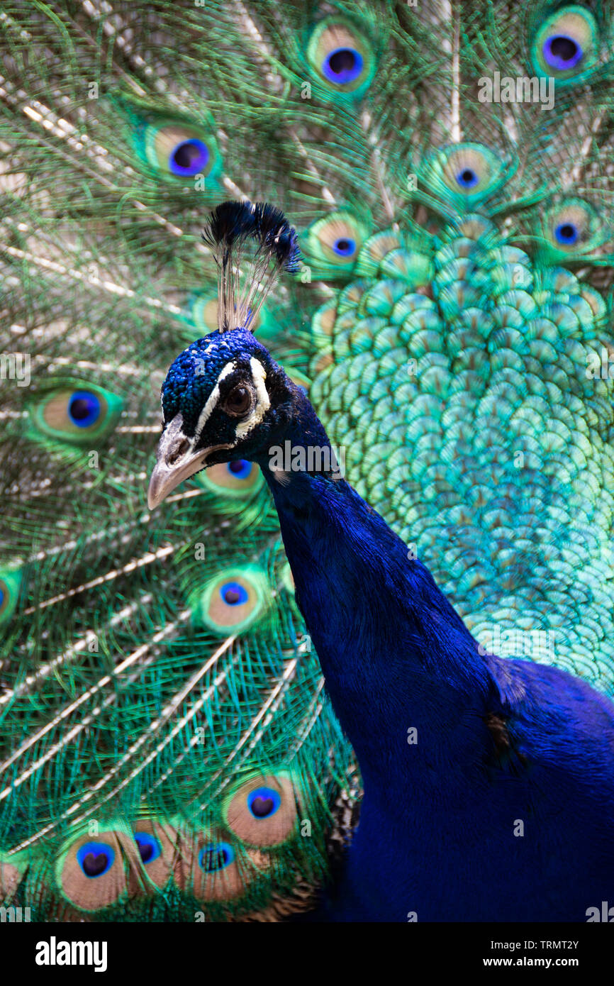 Peacock con piume diffusione Foto Stock