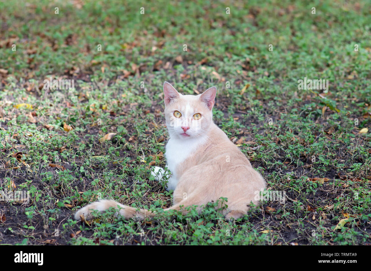 Un bianco e beige gatto con gli occhi gialli e rosa naso guarda indietro alla fotocamera. Foto Stock