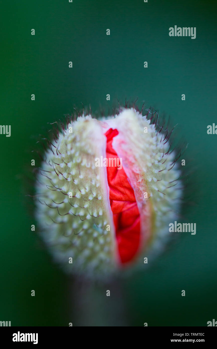 Fiore di papavero cresce su un lotto di terreno nel nord-est dell' Inghilterra nel periodo estivo. Foto Stock