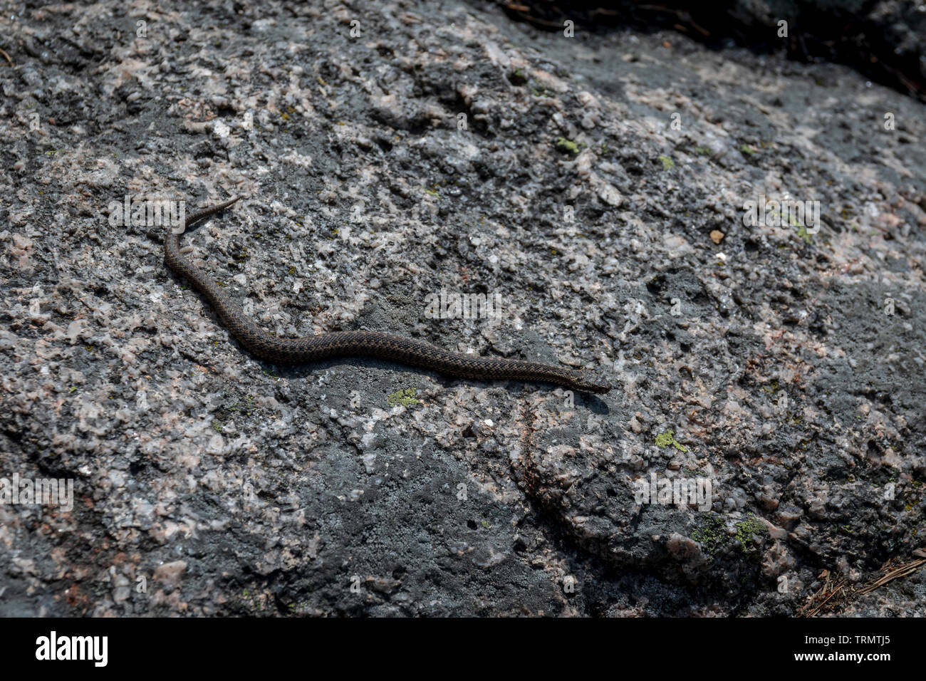 Una politica europea comune in materia di sommatore si crogiola al sole su una roccia nel Tiresta National Park, Svezia Foto Stock