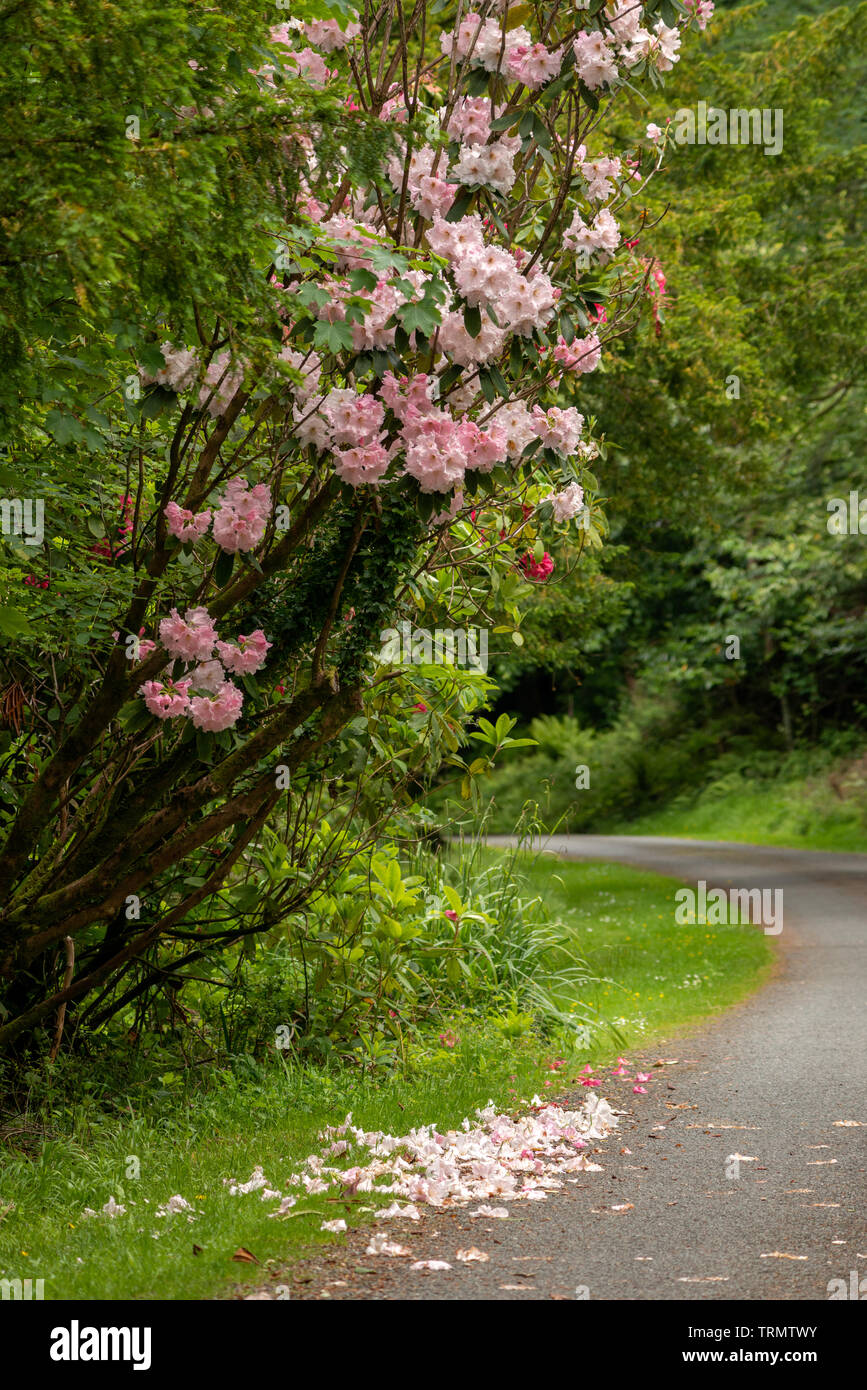 Park Alley e Rhododendron Lem's Cameo arbusto in piena fioritura con alcune delle sue foglie caduto a terra nel Killarney National Park, Irlanda Foto Stock