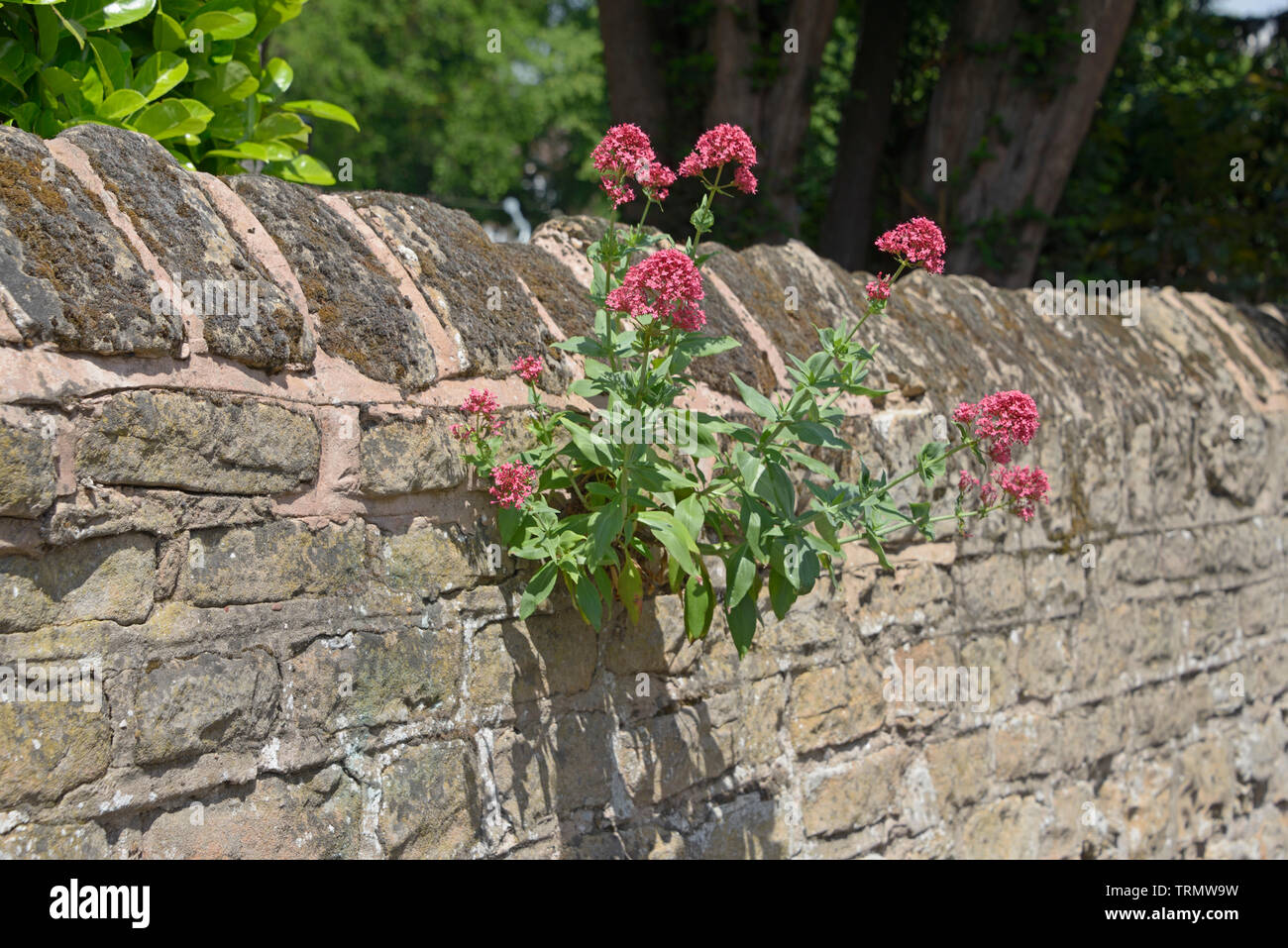 Fiori che crescono nel giunto in una parete. Foto Stock