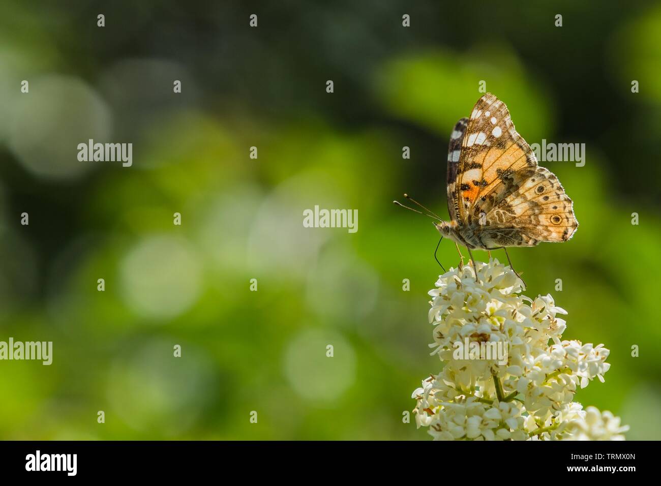 Verniciato colorato lady farfalla posata sul fiore bianco del ligustro comune che cresce in un giardino su un caldo soleggiata giornata di primavera. Verde sfondo sfocato bokeh di fondo. Foto Stock