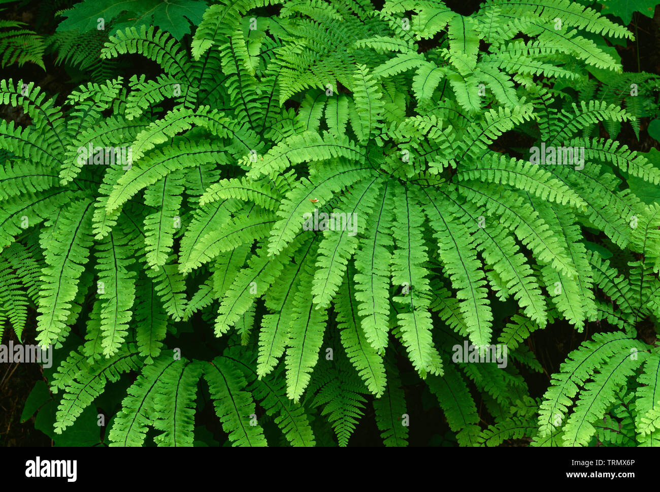 Stati Uniti d'America, Washington, Gifford Pinchot National Forest, inizio estate la crescita di western felce capelvenere (Adiantum aleuticum). Foto Stock