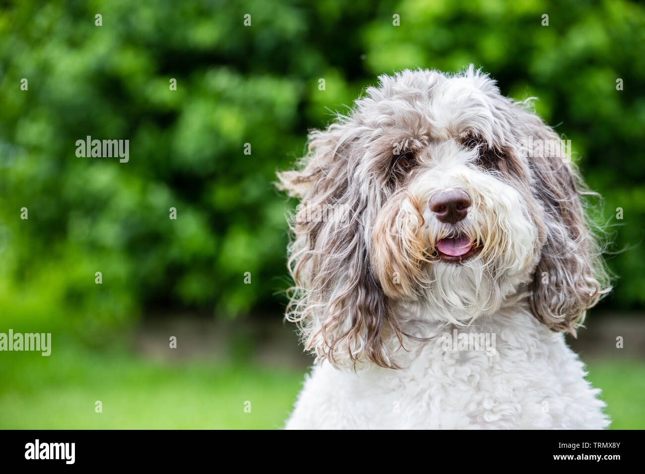 Un ritratto di un marrone e bianco labradoodle fuori con un bellissimo sfondo verde. Foto Stock