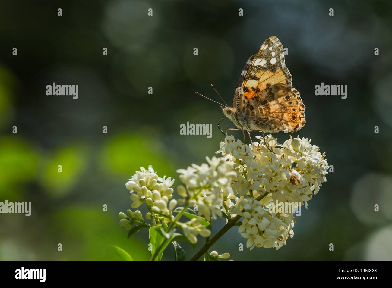 Verniciato colorato lady farfalla posata sul fiore bianco del ligustro comune che cresce in un giardino su un caldo soleggiata giornata di primavera. Il blu e il verde dello sfondo. Foto Stock