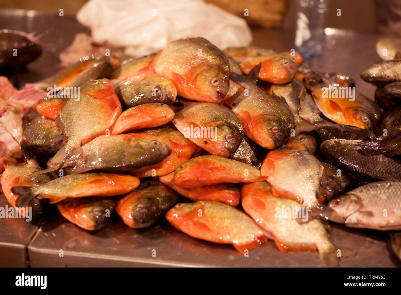 Mercato del Pesce, fiera del pesce, Barão de São Domingos collasso, Amazônia, Manaus, Amazonas, Brasile Foto Stock