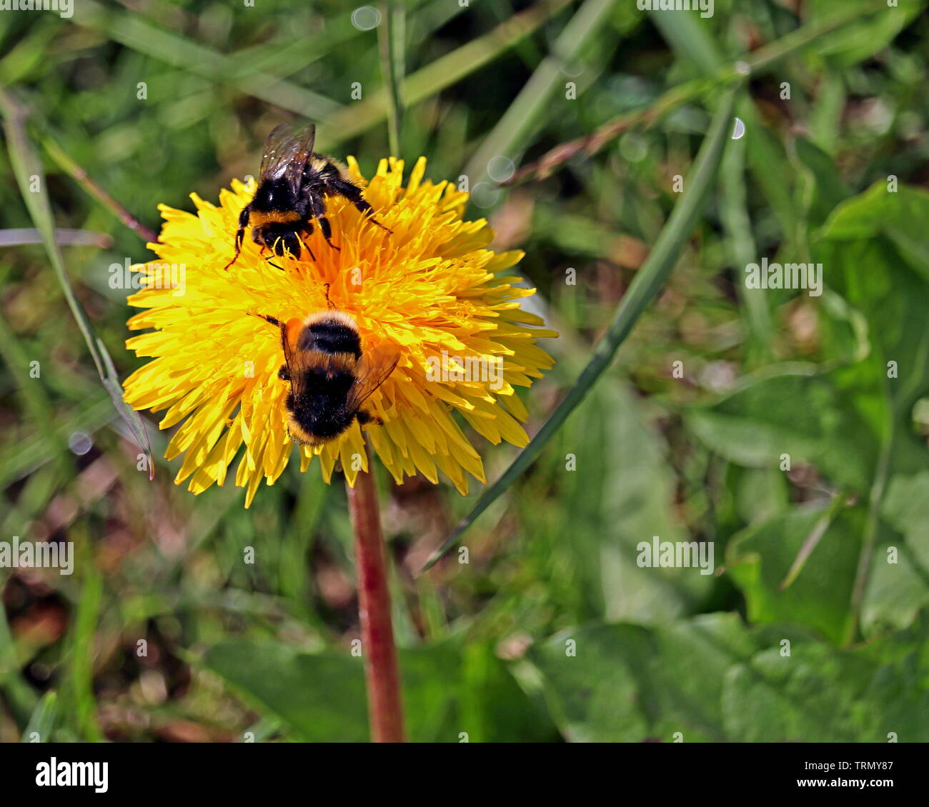 Bombi, Bombus terrestris, sul fiore di tarassaco; un insetto che può sting. Fa il nido coloniale, anche Buff-tailed bumblebee, umile-bee Foto Stock