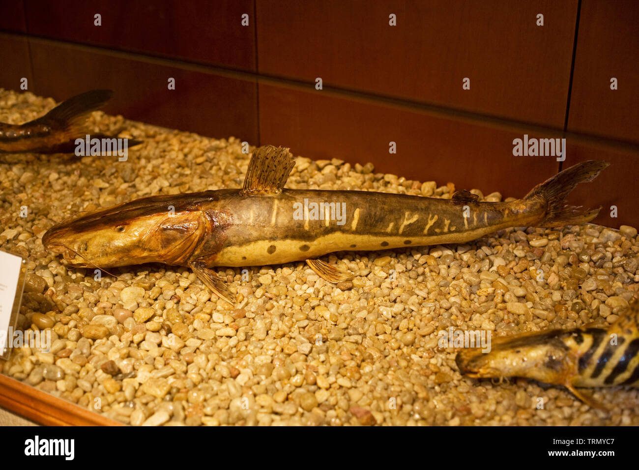 Pesce Caparari, il Museo di Scienza Naturale, Amazônia, Manaus, Amazonas, Brasile Foto Stock