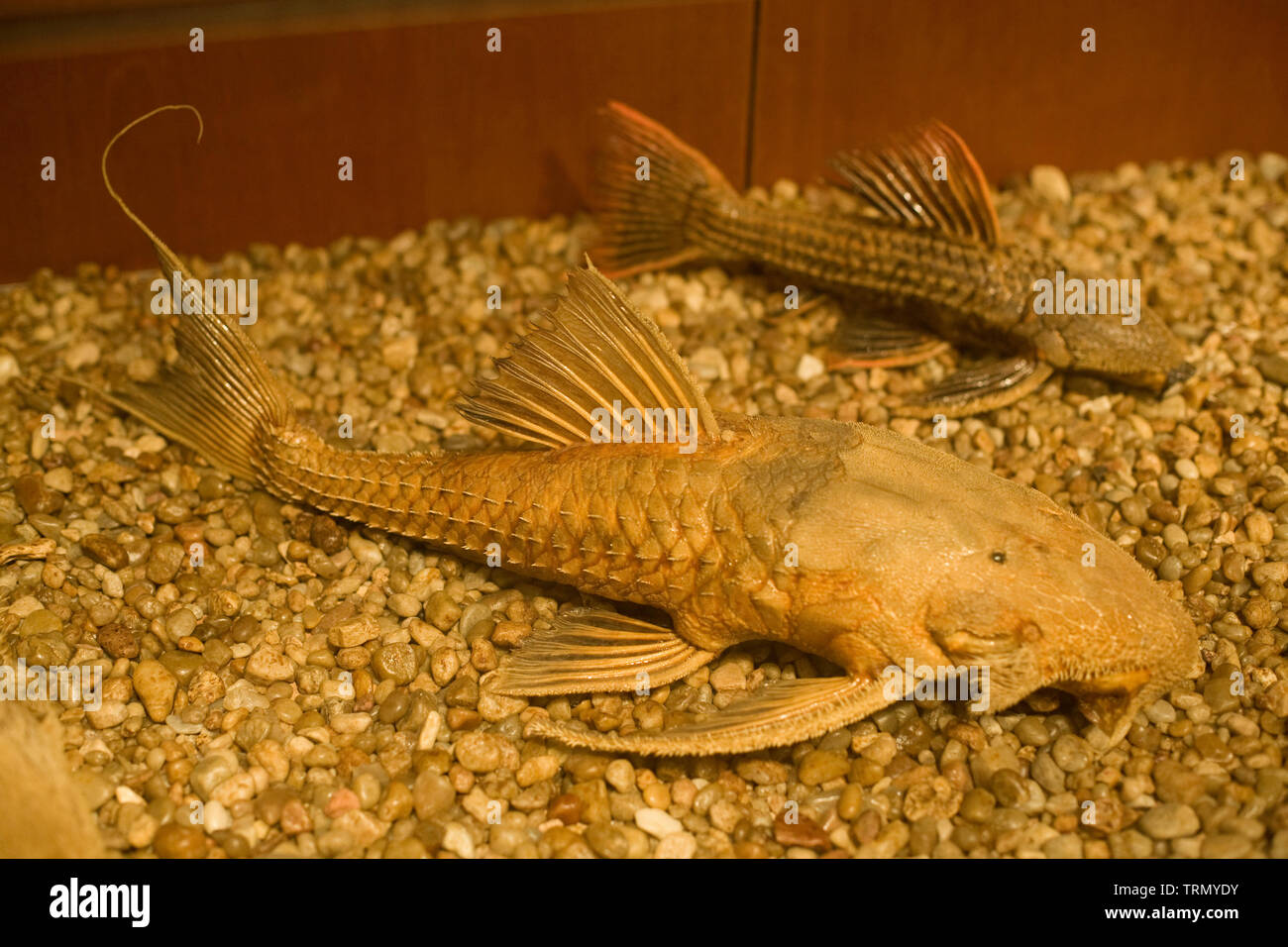 Bodó pesce, il Museo di Scienza Naturale, Amazônia, Manaus, Amazonas, Brasile Foto Stock