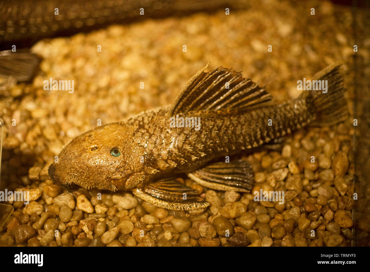 Bodó pesce, il Museo di Scienza Naturale, Amazônia, Manaus, Amazonas, Brasile Foto Stock