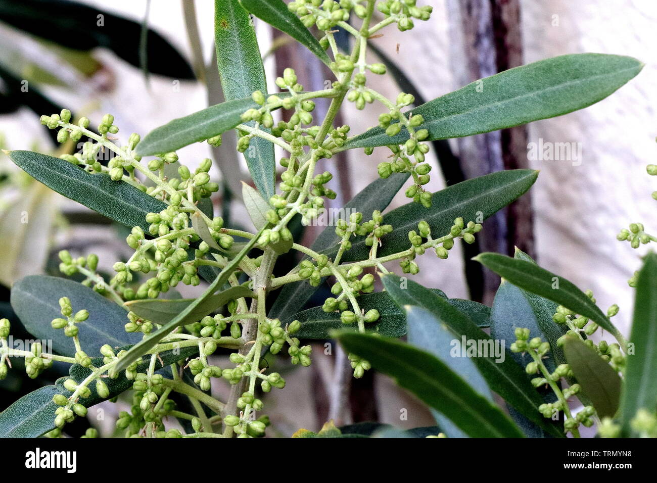 L'oliva, noto con il nome botanico Olea europaea, il significato di "oliva europeo', un piccolo albero della famiglia Oleaceae | Piante ornamentali. Il frutto è anche chiamata un'oliva Foto Stock