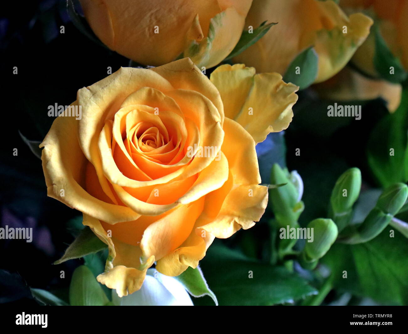 Giardino rosa (Rosa), Hybrid rose coltivate come pianta ornamentale. Uno dei più popolari gruppi di piante, numerose cultivar sono state prodotte. Foto Stock