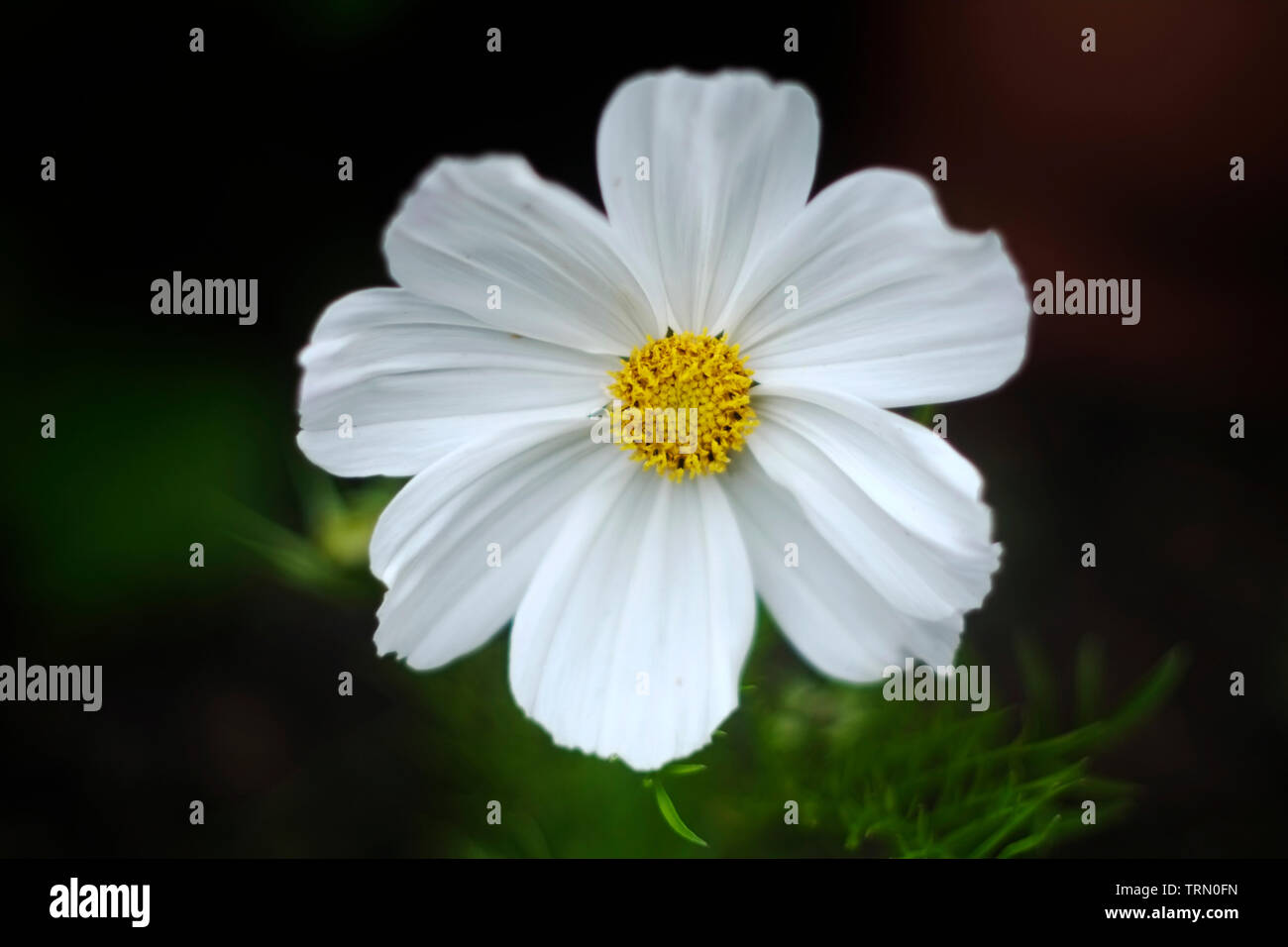 Un unico cosmo bianco fiore Foto Stock