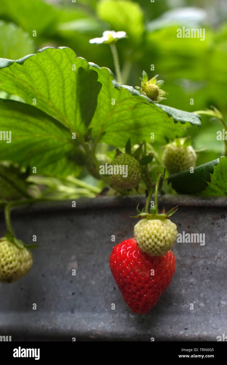 Impianto di fragola crescente inn una lamiera zincata vasca Foto Stock