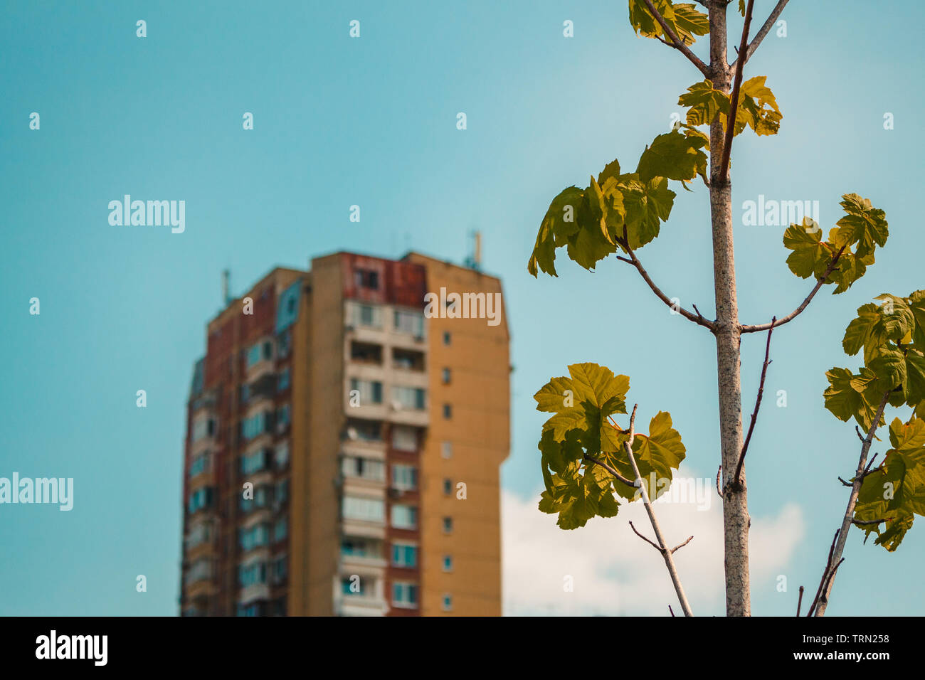 Il contrasto tra la natura e la città Foto Stock