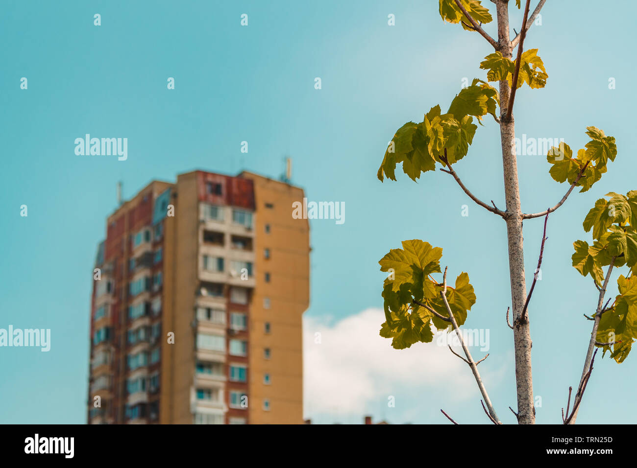 Il contrasto tra la natura e la città Foto Stock