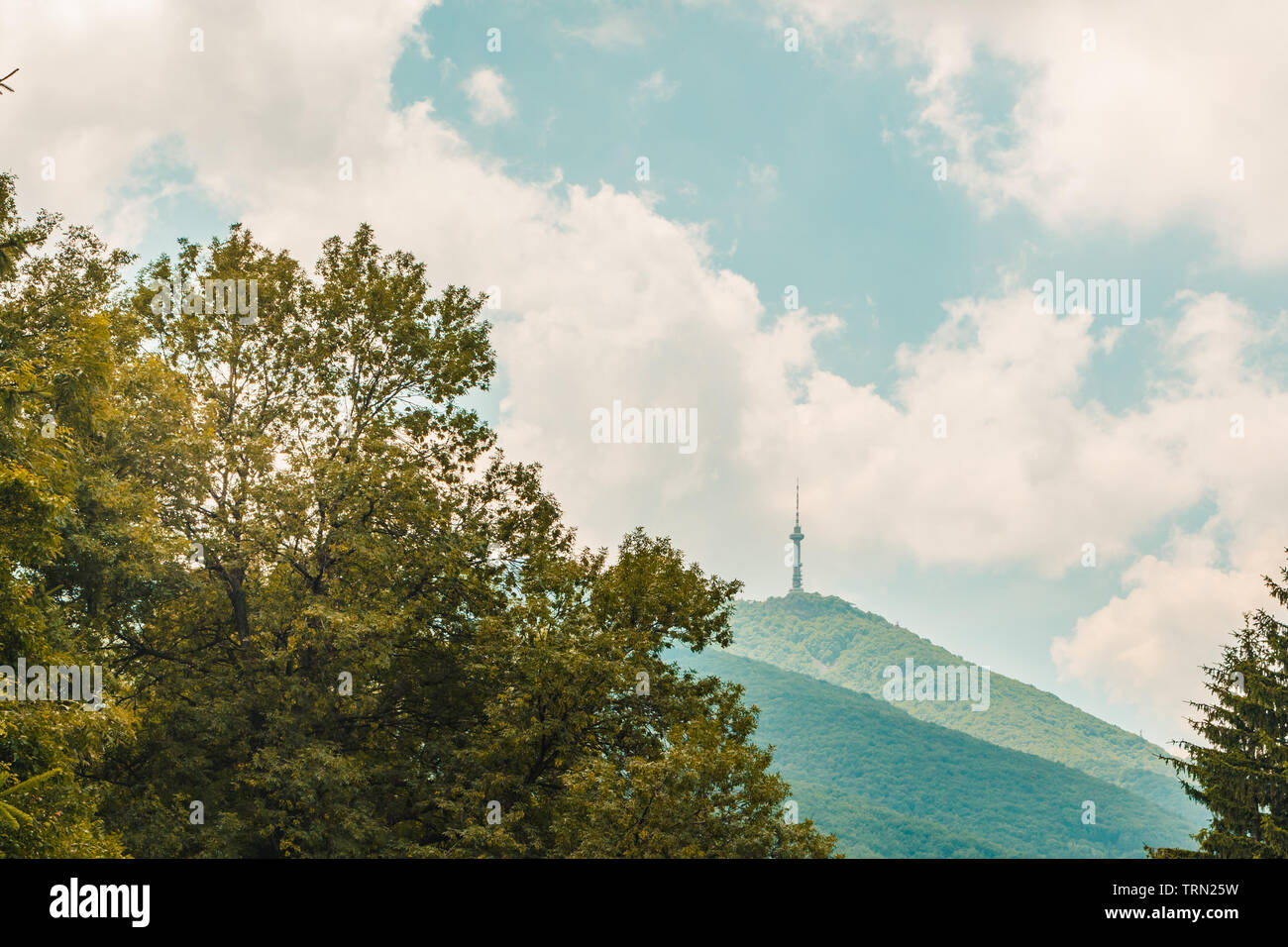 Vitosha Mountain Forest in Bulgaria Foto Stock