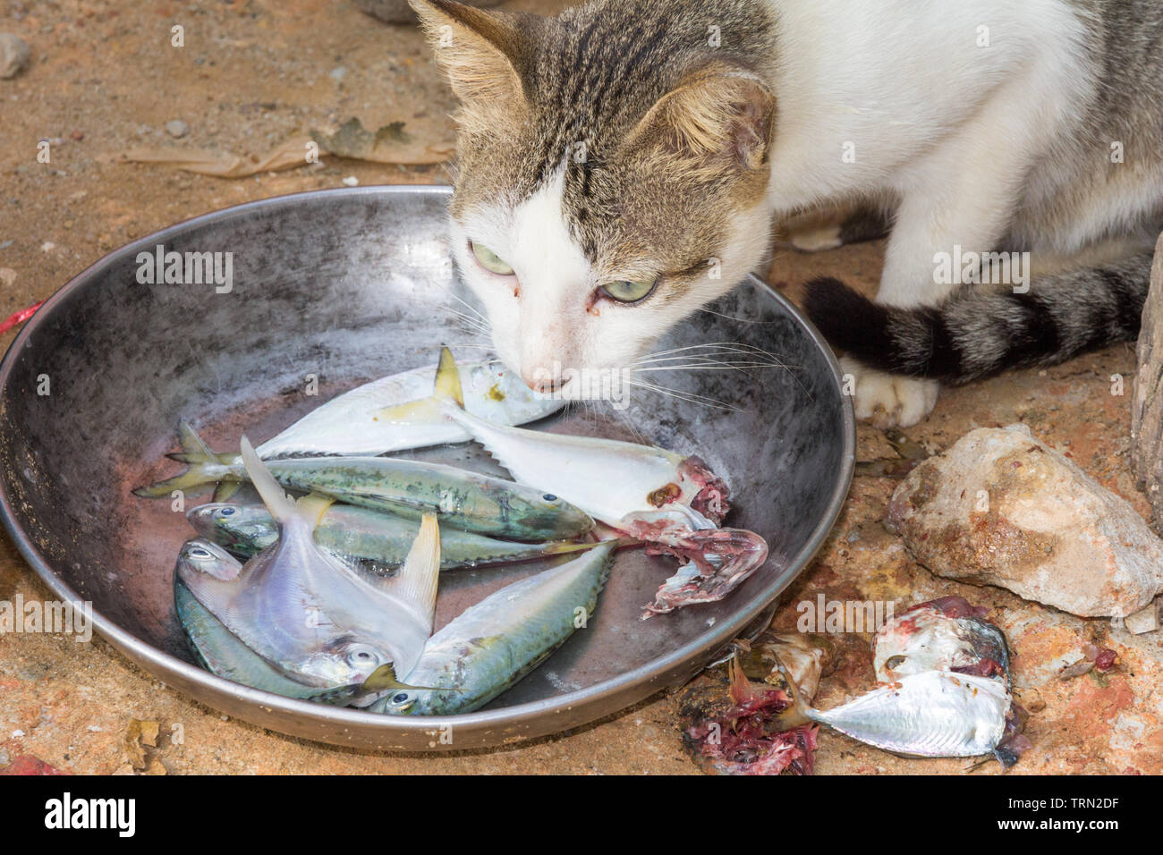 Cat mangiare pesce da un vassoio Foto Stock