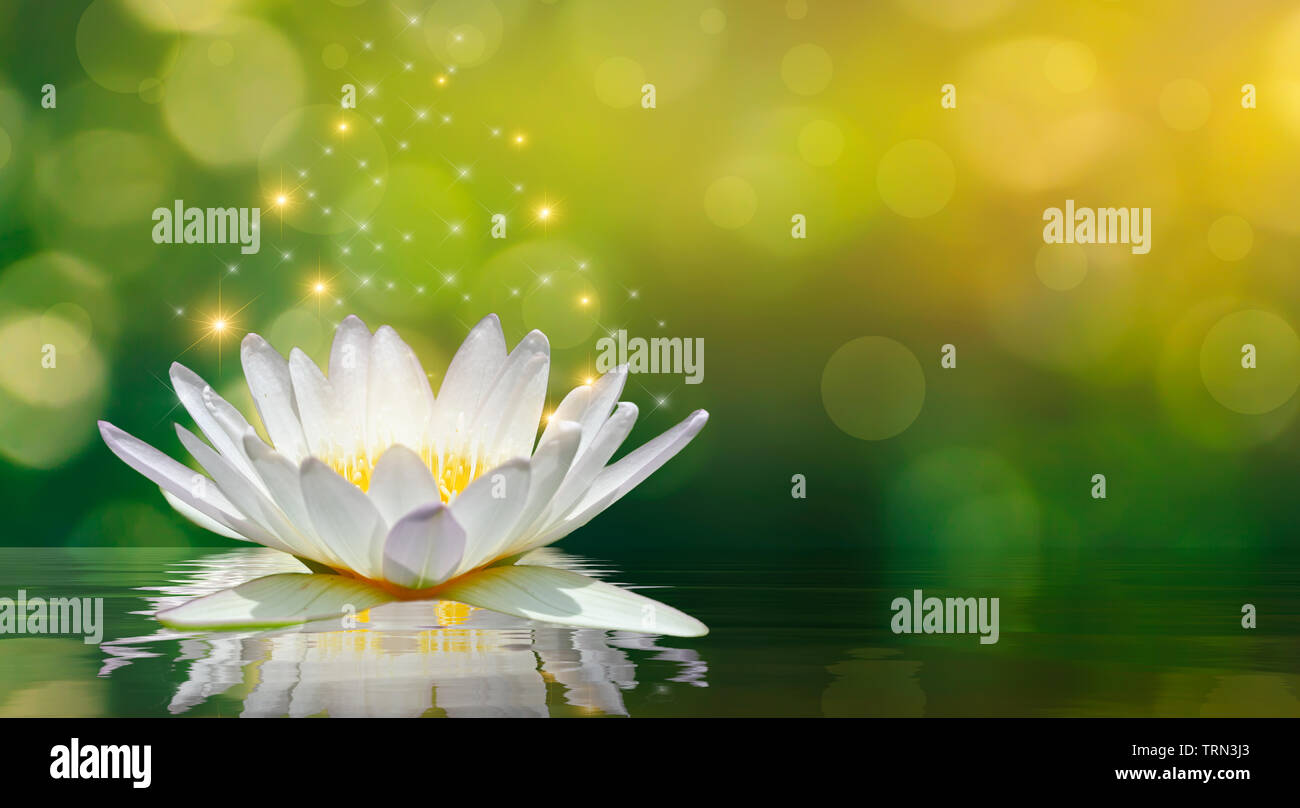 Lotus luce bianca viola galleggianti brillare di luce sullo sfondo Foto Stock