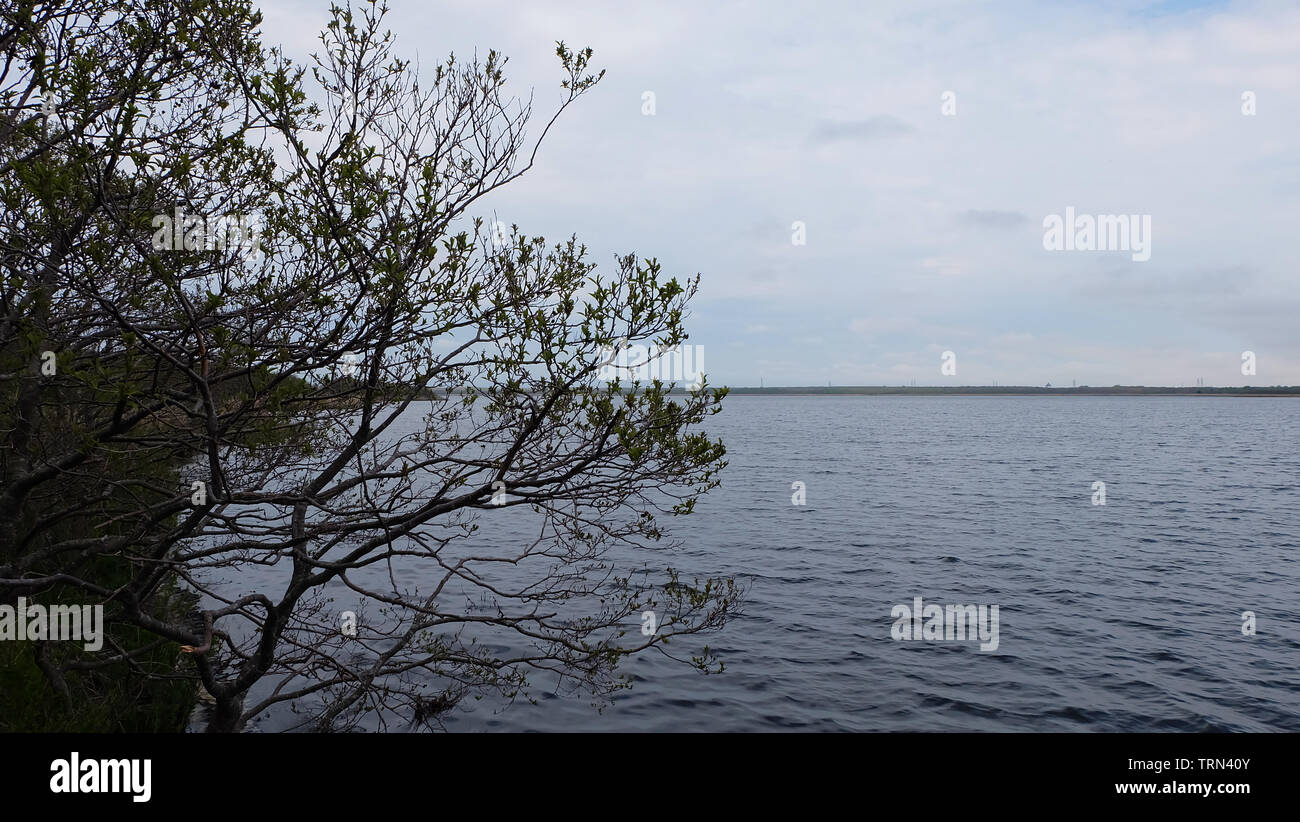 Un albero con diffusione filiali e piccole foglie che crescono su di un lato del lago. Foto Stock
