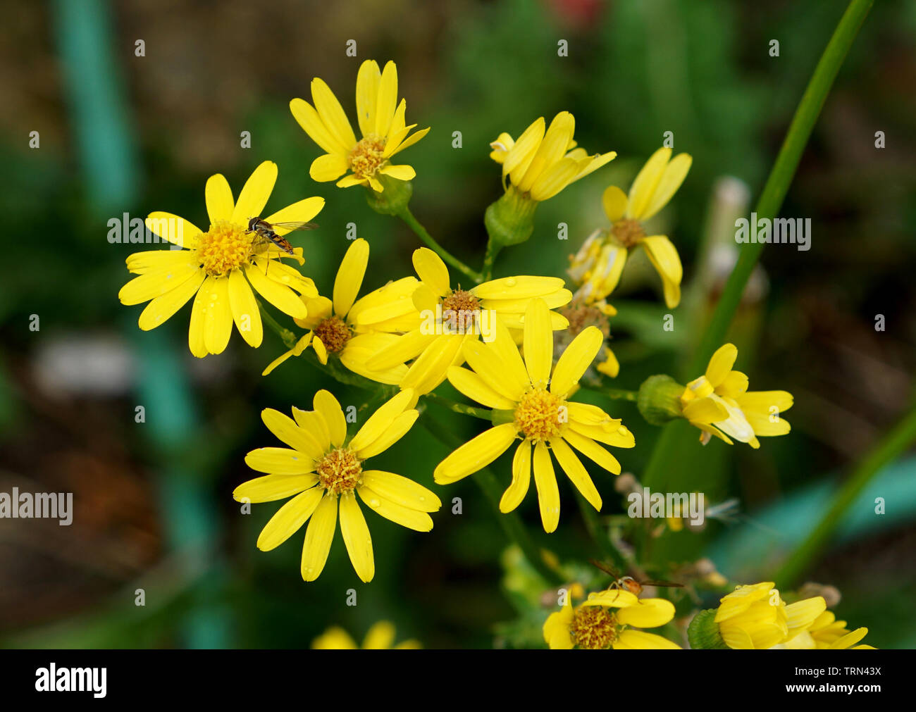 Il sudore Ape su un fiore giallo Foto Stock