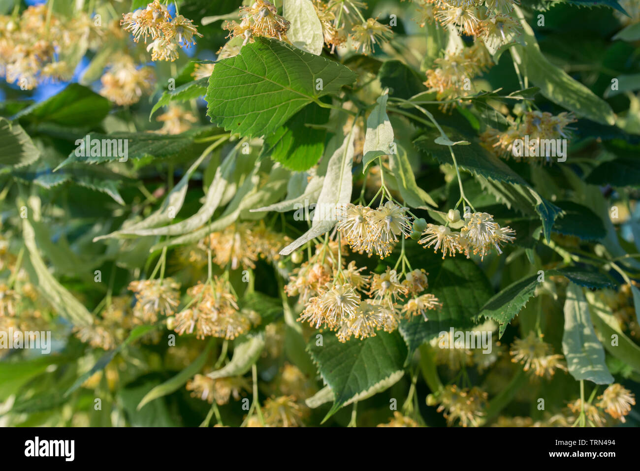 Tilia, calce, Tiglio fiori e foglie closeup Foto Stock