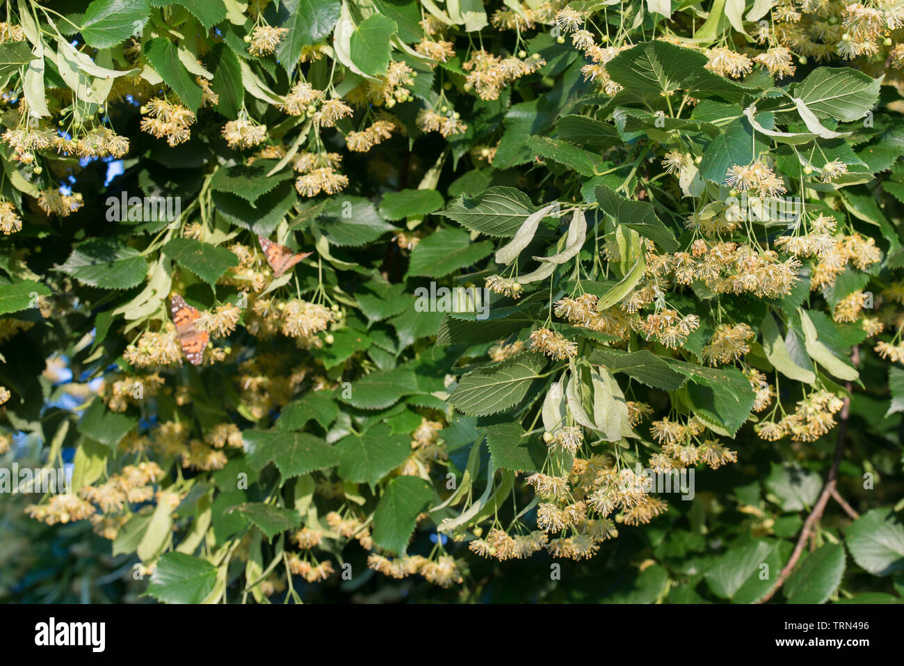 Tilia, calce, Tiglio fiori e foglie closeup Foto Stock