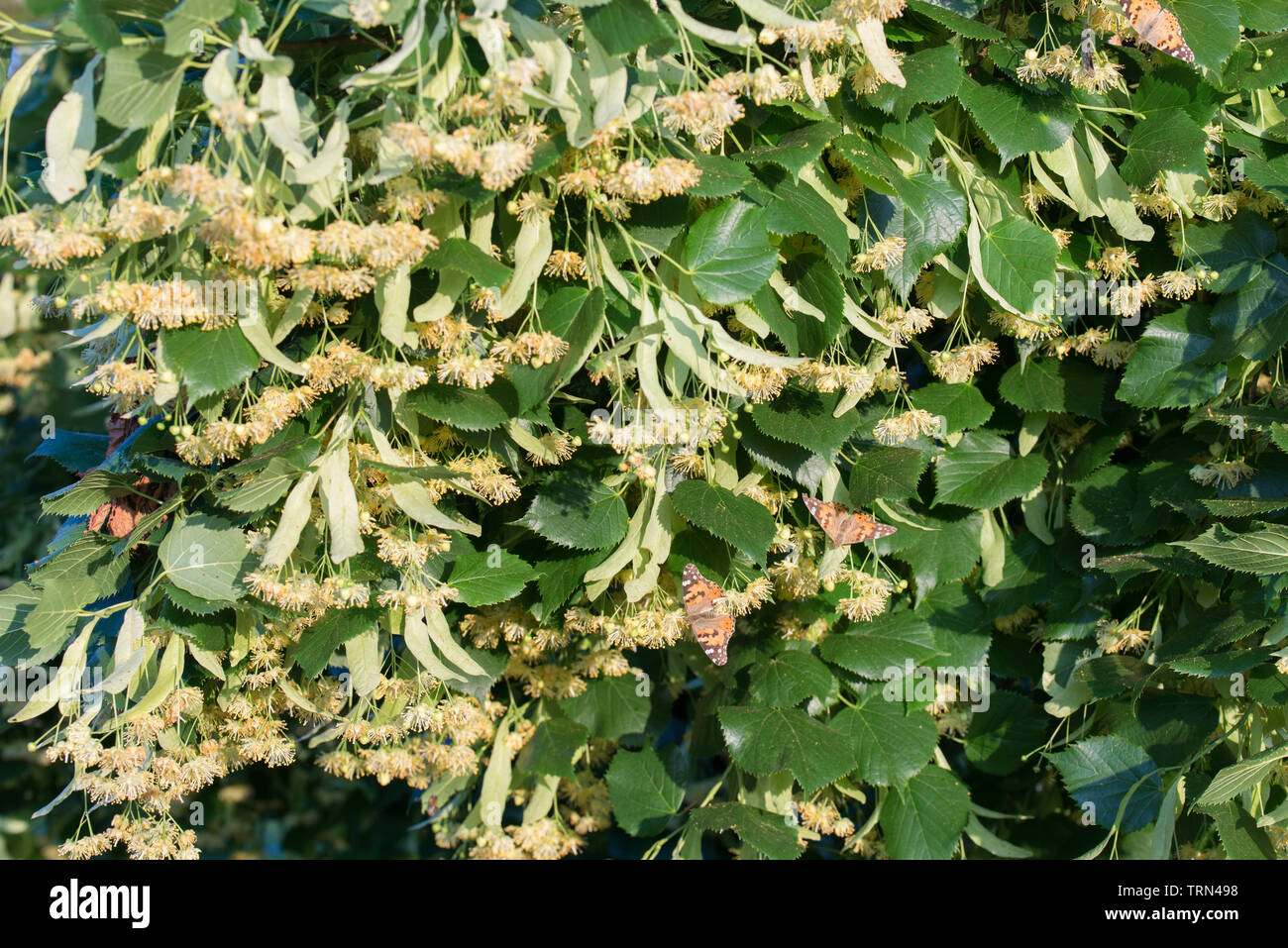 Tilia, calce, Tiglio fiori e foglie closeup Foto Stock