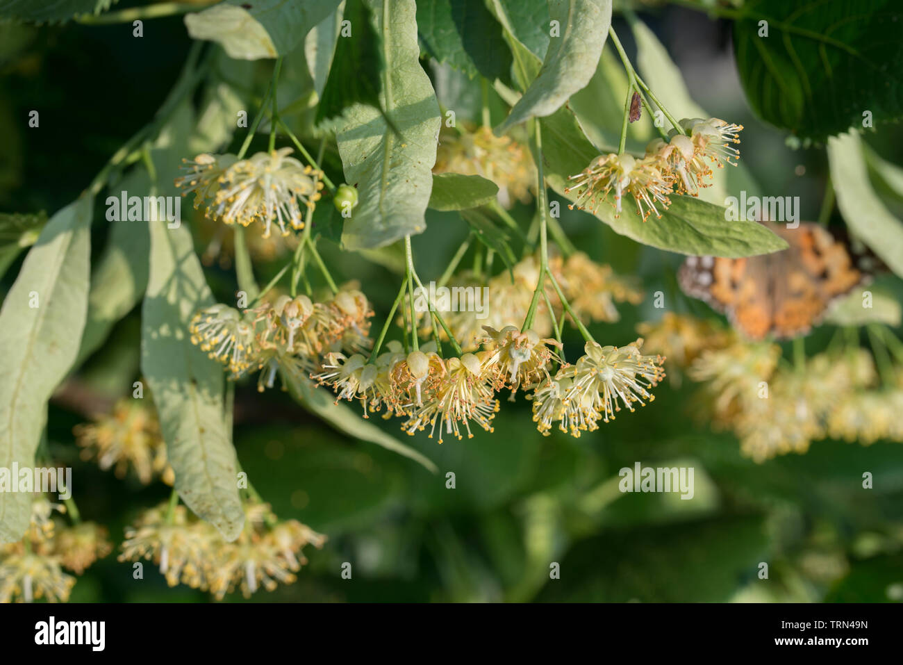 Tilia, calce, Tiglio fiori e foglie closeup Foto Stock