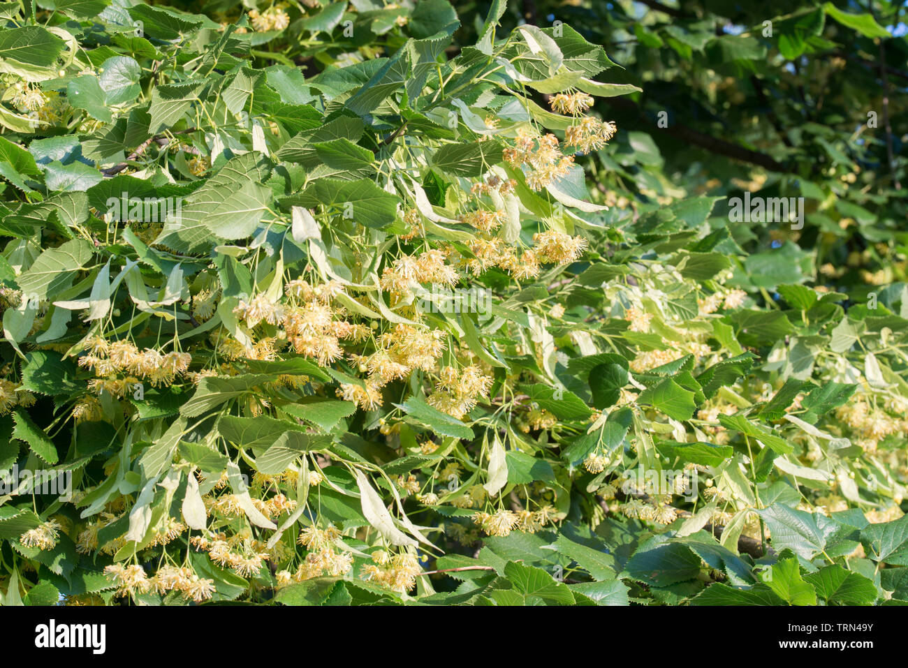 Tilia, calce, Tiglio fiori e foglie closeup Foto Stock