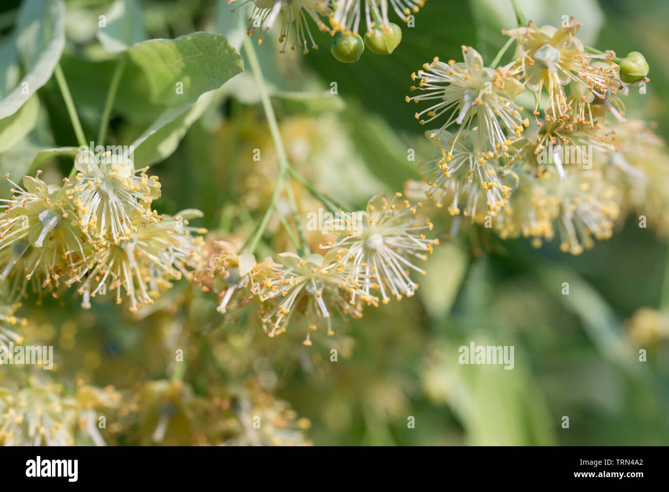 Tilia, calce, Tiglio fiori e foglie closeup Foto Stock
