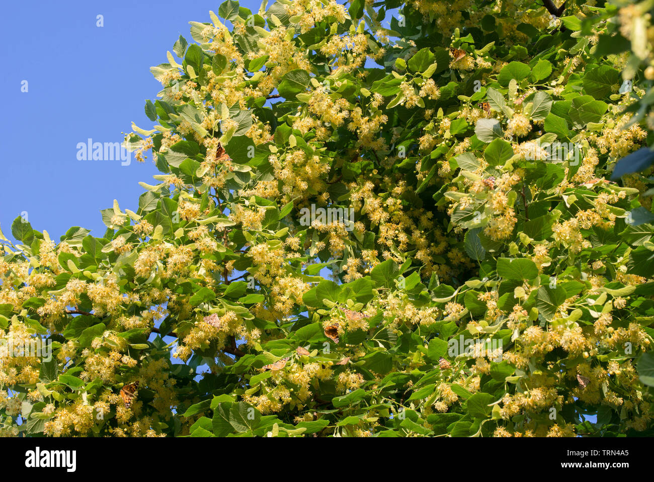 Tilia, calce, Tiglio fiori e foglie closeup Foto Stock